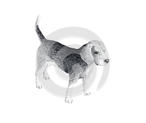Little dog breed Beagle, sketch graphics black and white drawing. Hand drawn dog doodle