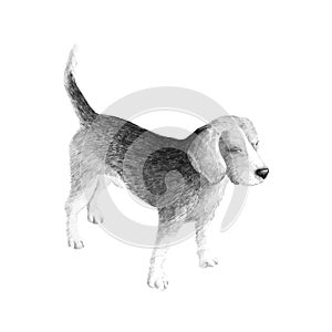 Little dog breed Beagle, sketch vector graphics black and white drawing