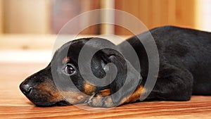 A little dog breed doberman lying on the floor.