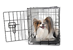 Little dog in cage