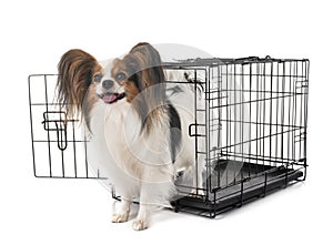Little dog in cage