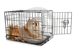 Little dog in cage