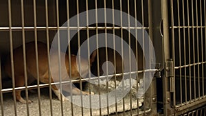 Little dog in a cage at the vets