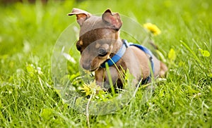 Little dog called toy terrier and grass
