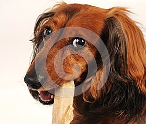 Little dog chewing on dogsnack