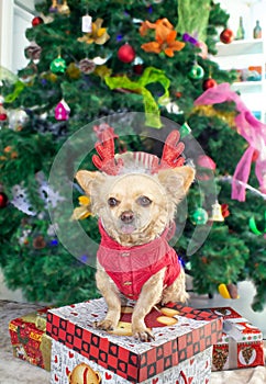 Little dog Chihuahua in deer horns and a Christmas costume on the background of the Christmas tree