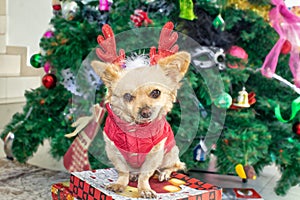 Little dog Chihuahua in deer horns and a Christmas costume on the background of the Christmas tree