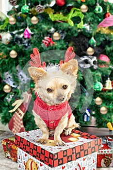 Little dog Chihuahua in deer horns and a Christmas costume on the background of the Christmas tree