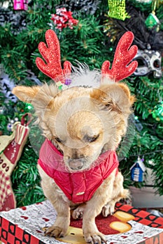 Little dog Chihuahua in deer horns and a Christmas costume on the background of the Christmas tree