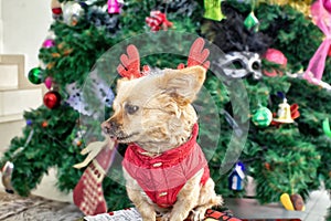 Little dog Chihuahua in deer horns and a Christmas costume on the background of the Christmas tree