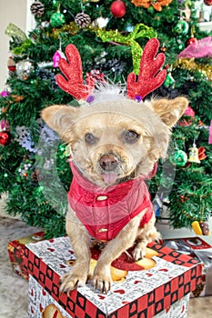 Little dog Chihuahua in deer horns and a Christmas costume on the background of the Christmas tree