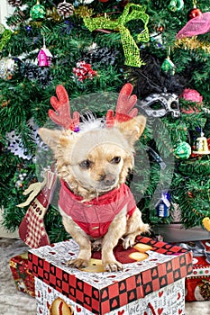 Little dog Chihuahua in deer horns and a Christmas costume on the background of the Christmas tree