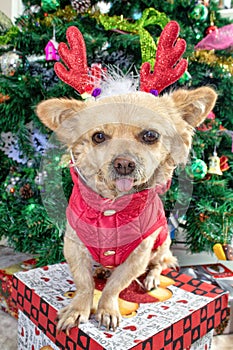 Little dog Chihuahua in deer horns and a Christmas costume on the background of the Christmas tree