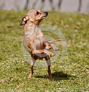 Little dog doing twist and shout to make the rain fall