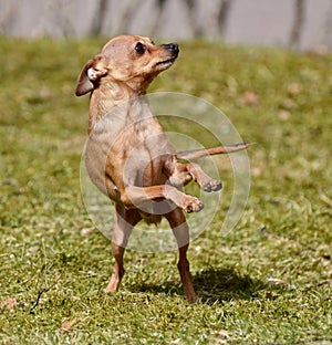 Little dog doing twist and shout to make the rain fall photo