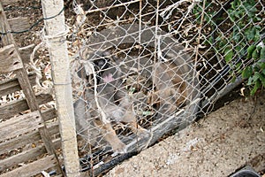 Little dog in the farm in the south of italy