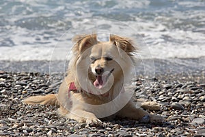 Little dog fawn at the sea