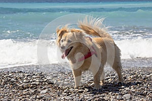 Little dog fawn at the sea