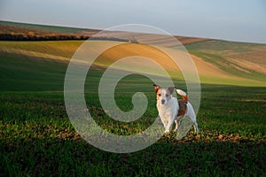 Little dog on the field. Jack Russell Terrier on a beautiful hill