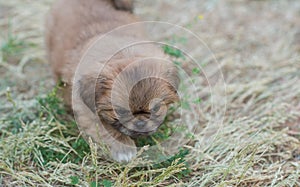 Little dog, first mounts of pet life