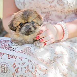 Little dog, first mounts of pet life