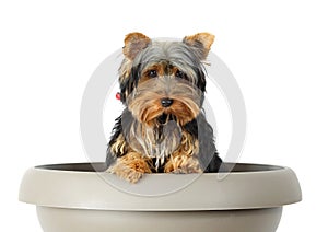 Little dog in flower pot