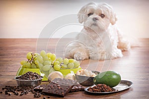 Little dog and food toxic to him