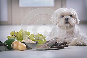 Little dog and food toxic to him