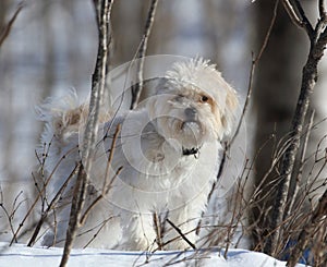 Little dog in forest during winter