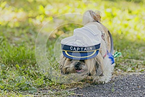 A little dog with a hat and a bow tie. small breed Pekingese dog.