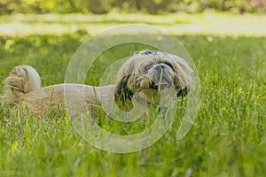 A little dog with a hat and a bow tie. small breed Pekingese dog.