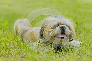 A little dog with a hat and a bow tie. small breed Pekingese dog.