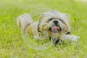 A little dog with a hat and a bow tie. small breed Pekingese dog.