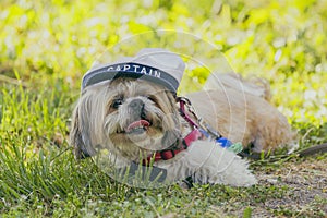 A little dog with a hat and a bow tie. small breed Pekingese dog.