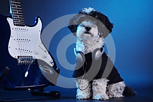 Little dog with headphones and guitar