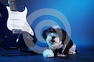 Little dog with headphones and guitar
