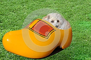 Little dog hidden in a giant clog