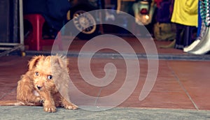 Little dog in Hoi An photo