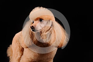 Little dog isolated over black background