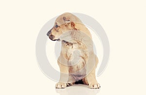 Little dog isolated over white background