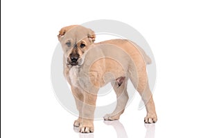 Little dog isolated over the white background