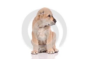 Little dog isolated over the white background