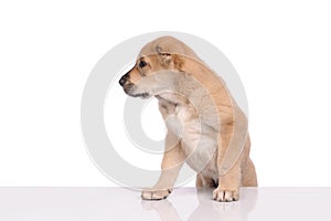 Little dog isolated over the white background