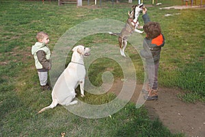 Little dog jumping and playing with kid while big dog and smaller kid are watching