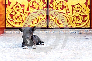 Little dog lay on floor at entrance of Thai temple