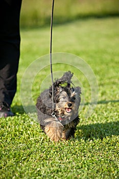 Little dog on the lead