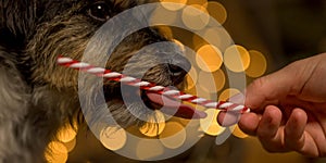 Cute little dog is licking a candy cane in front of blurred Christmas background. Candy is held out to him with one hand. Close up