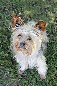 Little dog looking up with ears pricked