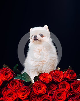 Little dog, love and red roses to everyone. Valentine`s Day concept with copy space. Roses and puppy.