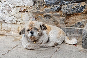 Little dog lying near the wall of the house on Lhasa street